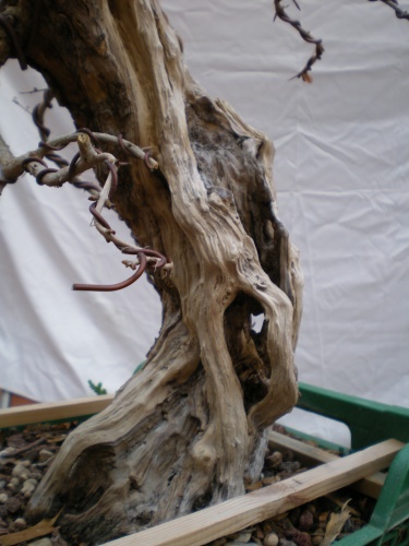 Bonsai detalle de la madera trabajada -  xavoly