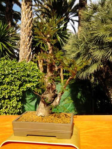Bonsai Acacia Plumosa - Albizia Lophanta - ilicitano