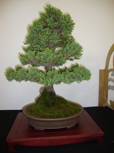 Bonsai Picea - Bonsai Safor