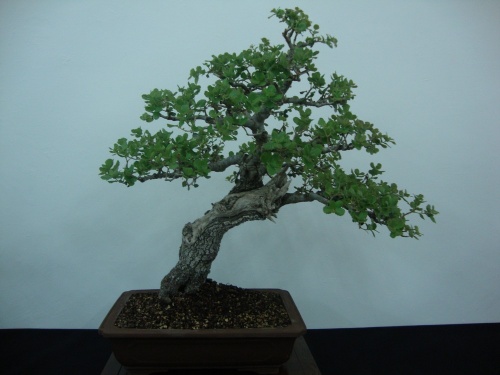 Bonsai Quercus - Bonsai Safor
