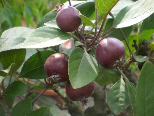 Manzano-R-Fruto