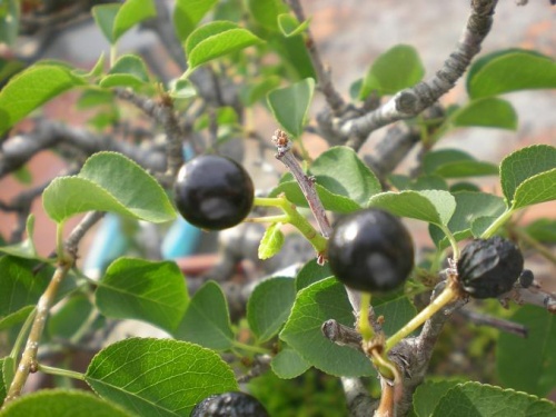 Prunus mahaleb-fruto