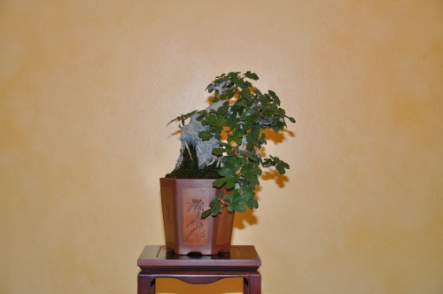 Bonsai Ficus carica - josegoderi