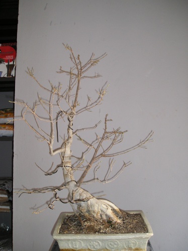 Bonsai Trasplante Ficus - Kirise