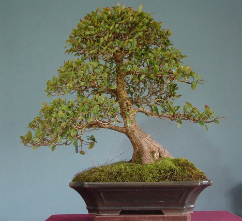 Bonsai Caucho tequendama (Ficus) - Juan Carlos Nieto
