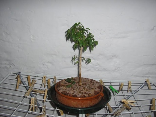 Ficus Benjamuna 2006