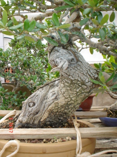 Bonsai un acodo en un arbol recuperado del monte -  xavoly