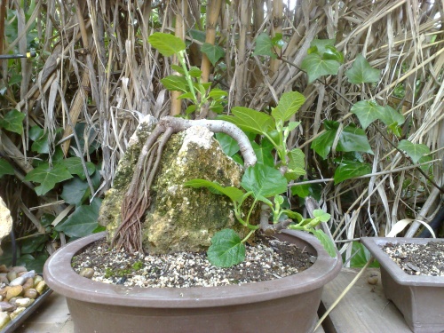 Bonsai Ficus carica sobre roca - pacofrutas