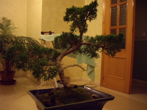 Bonsai Juniperus - Juan Castro