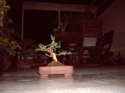 Bonsai juniperus - Juan Castro
