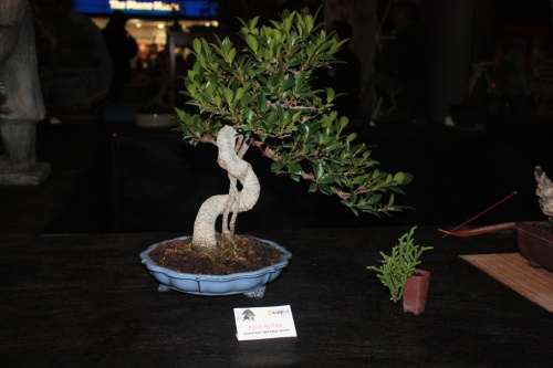 Bonsai Ficus Retusa de Mar Baeza Valero - Bonsai Oriol