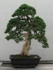 Ficus 001